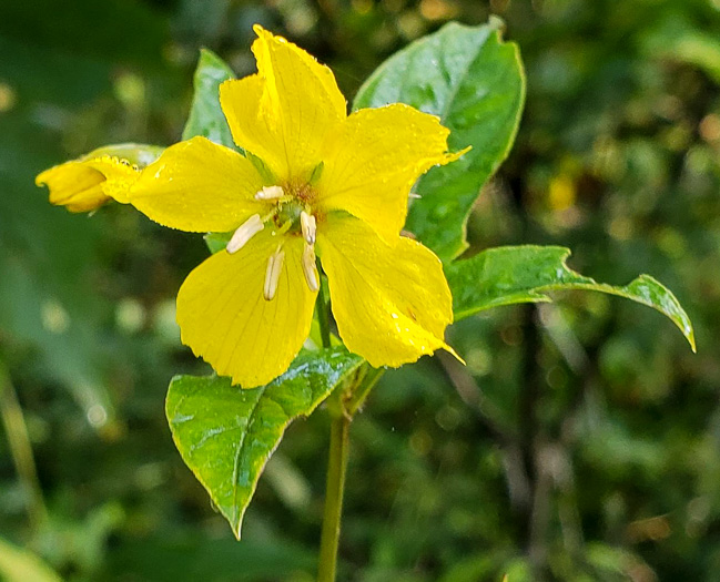 image of Steironema ciliatum, Fringed Loosestrife