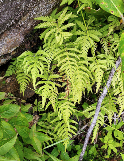 image of Phegopteris connectilis, Northern Beech Fern