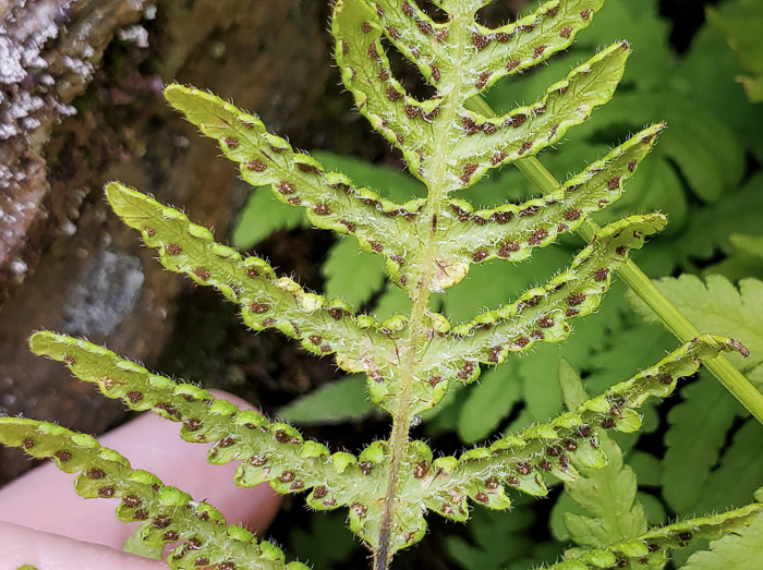 image of Phegopteris connectilis, Northern Beech Fern