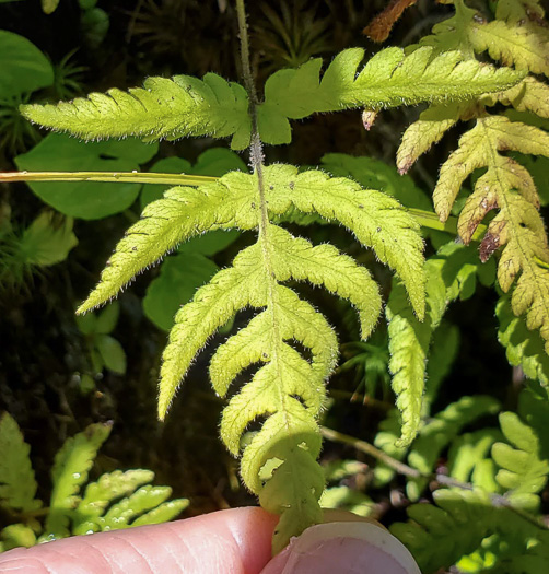 image of Phegopteris connectilis, Northern Beech Fern