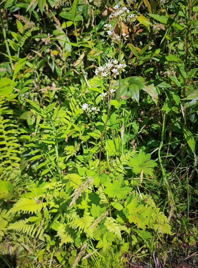 Brook-saxifrage