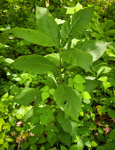 image of Triosteum aurantiacum var. aurantiacum, Orange-fruited Horse-gentian