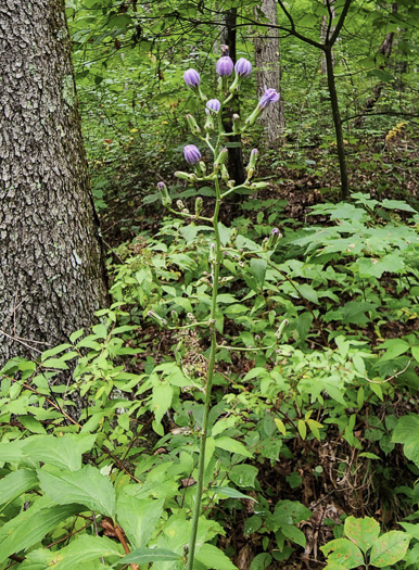 image of Lactuca biennis, Tall Blue Lettuce, Blue Wood Lettuce