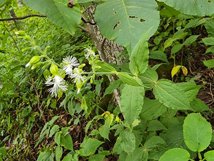 image of Silene ovata, Mountain Catchfly, Fringed Campion, Blue Ridge Catchfly