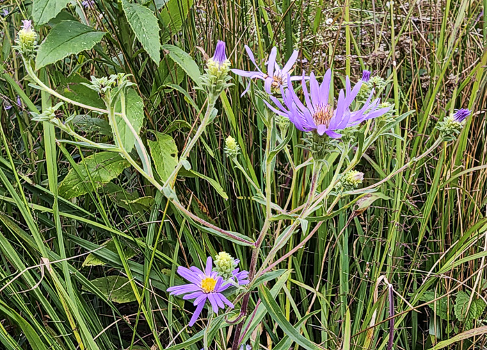 image of Eurybia spectabilis, Low Showy Aster, Eastern Showy Aster