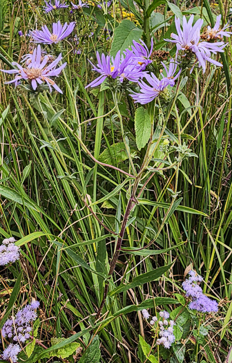 image of Eurybia spectabilis, Low Showy Aster, Eastern Showy Aster