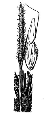 image of Alopecurus carolinianus, Carolina Foxtail Grass