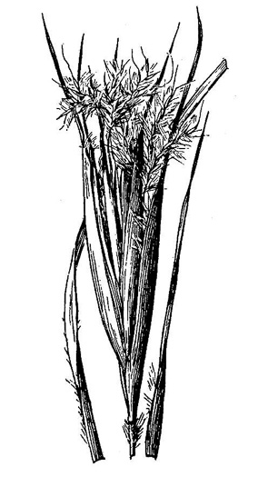 image of Andropogon gyrans, Elliott's Bluestem