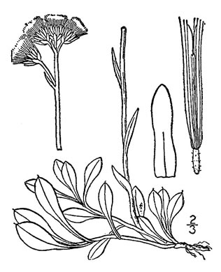 image of Antennaria howellii ssp. neodioica, Pussytoes