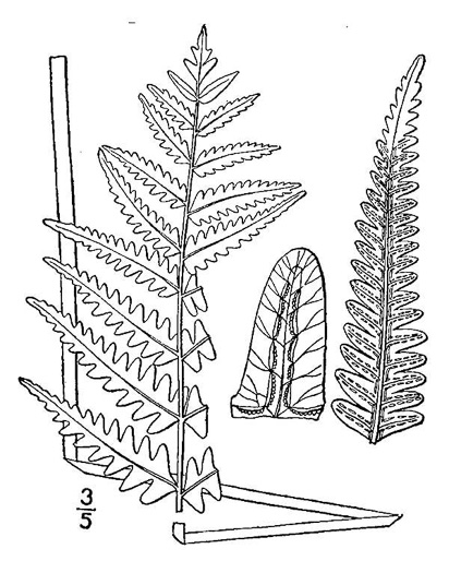 image of Anchistea virginica, Virginia Chain-fern