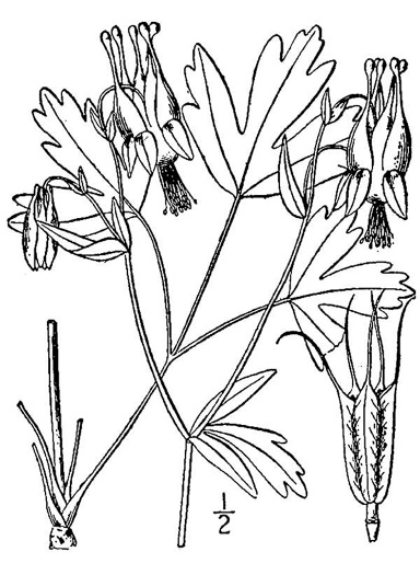 image of Aquilegia canadensis, Eastern Columbine, Canada Columbine