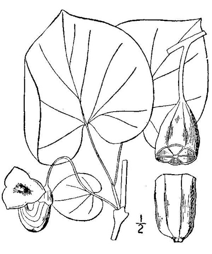 image of Isotrema macrophyllum, Dutchman's Pipe, Pipevine