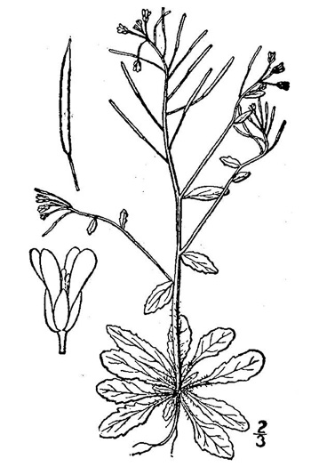 image of Arabidopsis thaliana, Mouse-ear Cress