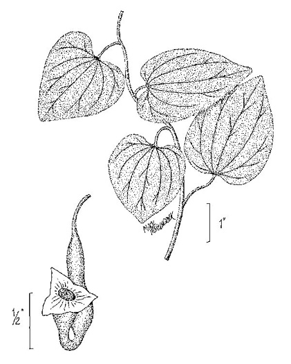 image of Isotrema tomentosum, Woolly Dutchman's Pipe, Woolly Pipevine