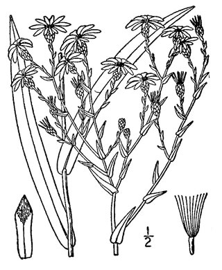 image of Symphyotrichum concinnum, Narrowleaf Smooth Blue Aster, Harmonious Aster