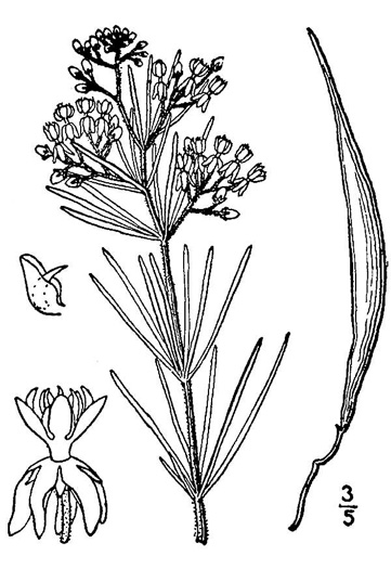 image of Asclepias verticillata, Whorled Milkweed, Narrowleaf Milkweed