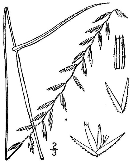 image of Bouteloua curtipendula var. curtipendula, Sideoats Grama