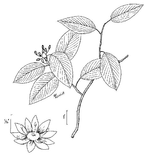 image of Berchemia scandens, Carolina Supplejack, American Rattan, Rattan-vine, Alabama Supplejack