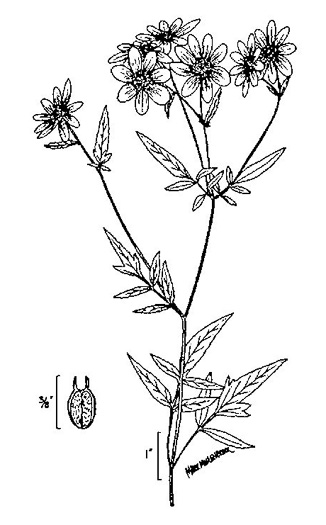 image of Bidens aristosa, Ditch Daisy, Bearded Beggarticks, Midwestern Tickseed-sunflower, Tickseed Sunflower