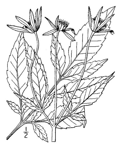 image of Bidens frondosa, Devil's Beggarticks, Annual Beggarticks