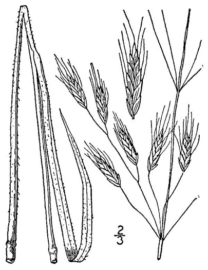 image of Bromus arvensis, Field Brome