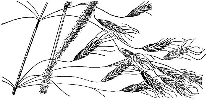 image of Bromus japonicus, Japanese Chess, Japanese Brome