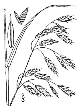 image of Bromus secalinus, Cheat, Common Chess, Rye-brome