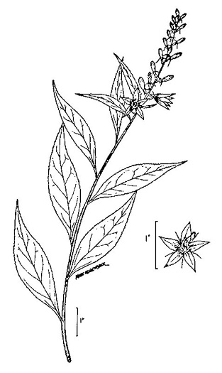 image of Campanulastrum americanum, Tall Bellflower