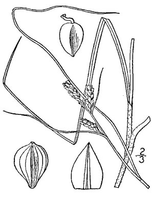 image of Carex caroliniana, Carolina Sedge