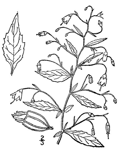 image of Campanula divaricata, Southern Harebell, Appalachian Bellflower