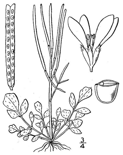 image of Cardamine hirsuta, Hairy Bittercress