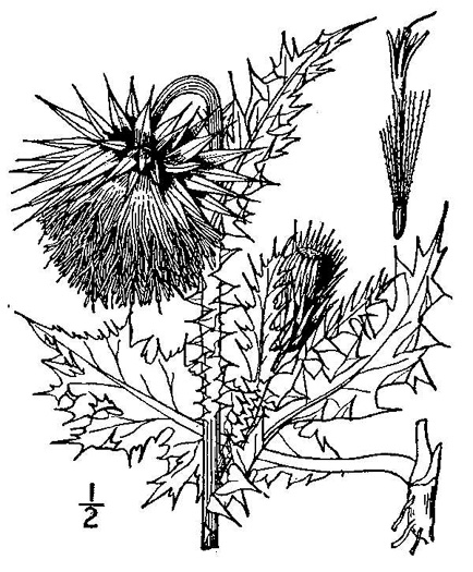 image of Carduus nutans, Nodding Thistle, Musk Thistle