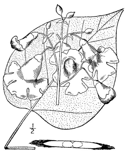 image of Catalpa speciosa, Northern Catalpa, Indian Cigar Tree, Catawba Tree