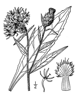 image of Centaurea jacea, Brown Knapweed