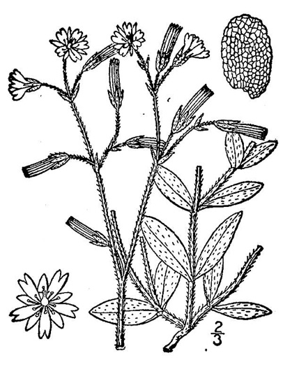 image of Cerastium fontanum ssp. vulgare, Common Mouse-ear Chickweed