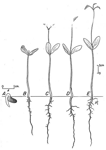 image of Cladrastis kentukea, Kentucky Yellowwood, Gopherwood