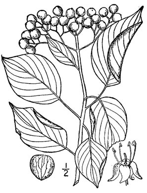 image of Swida alternifolia, Alternate-leaf Dogwood, Pagoda Dogwood, Pagoda Cornel