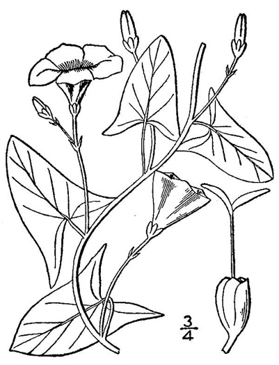 image of Convolvulus arvensis, Field Bindweed, Creeping Jenny, Possession-vine, Cornbind