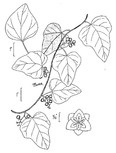 image of Nephroia carolina, Carolina Moonseed, Coralbeads, Carolina Snailseed, Red Moonseed