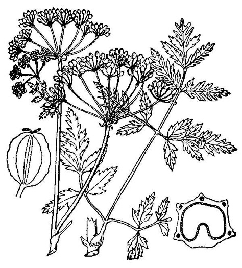 image of Conium maculatum, Poison-hemlock