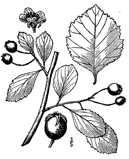 image of Crataegus collina, Hillside Hawthorn