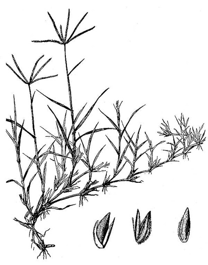 image of Cynodon dactylon, Bermuda Grass, Scutch Grass