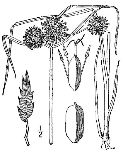 image of Cyperus filiculmis, Southeastern Flatsedge