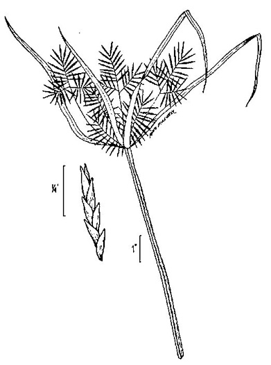 image of Cyperus strigosus var. strigosus, False Nutsedge, Straw Flatsedge, Straw-colored Flatsedge