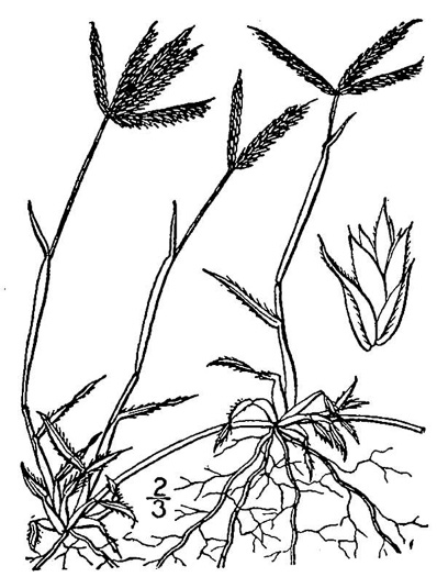 image of Dactyloctenium aegyptium, Crowfoot Grass