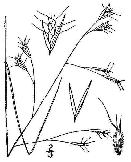 image of Danthonia compressa, Mountain Oatgrass, Flattened Oatgrass, Allegheny Flyback