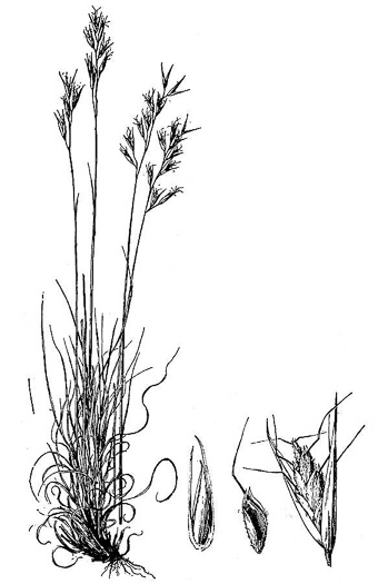 image of Danthonia spicata, Poverty Oatgrass, Moonshine Grass, 'Curly Dan'