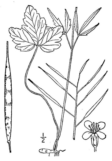 image of Cardamine angustata, Eastern Slender Toothwort