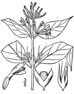 image of Dicliptera brachiata, Branched Foldwing, Dicliptera