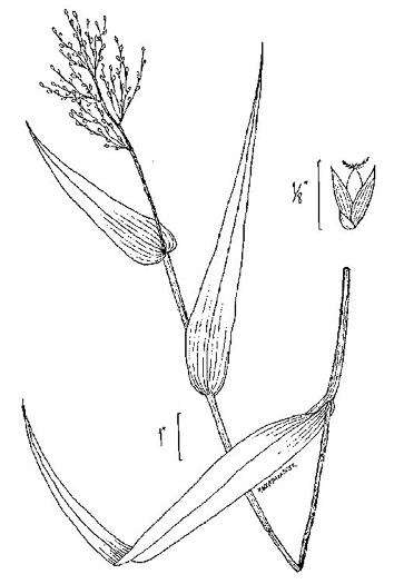 image of Dichanthelium clandestinum, Deer-tongue Witchgrass